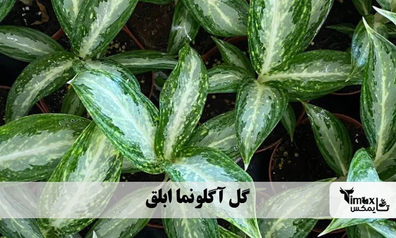 گل آگلونما ابلق