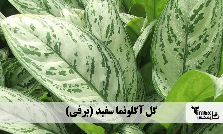 گل آگلونما سفید (برفی)
