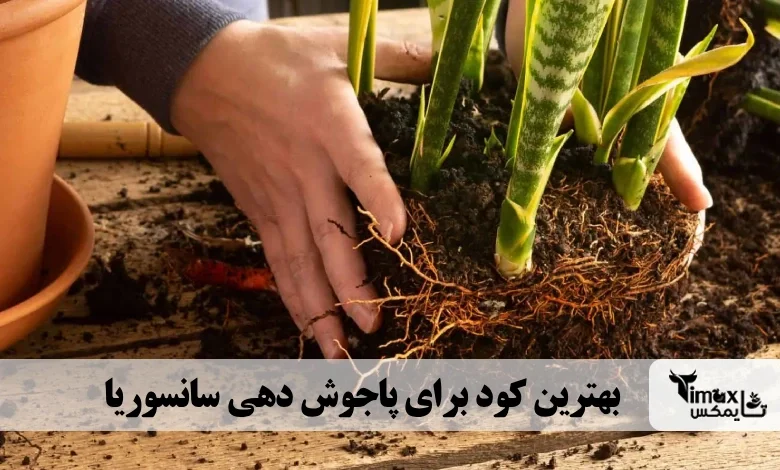 بهترین کود برای پاجوش دهی سانسوریا