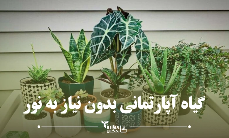گیاه آپارتمانی بدون نیاز به نور