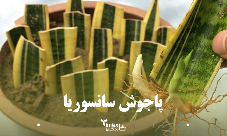 پاجوش سانسوریا