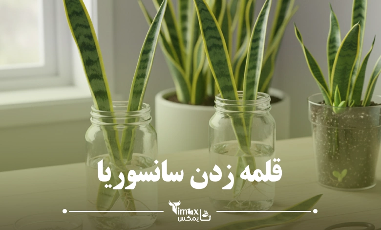 قلمه زدن سانسوریا