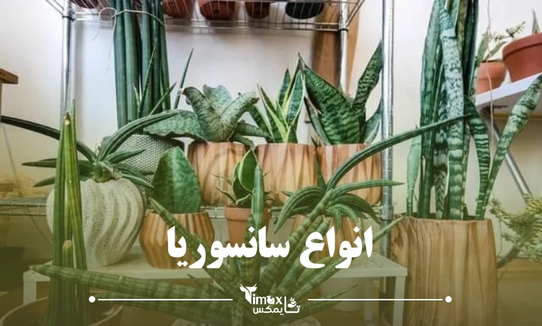 انواع سانسوریا