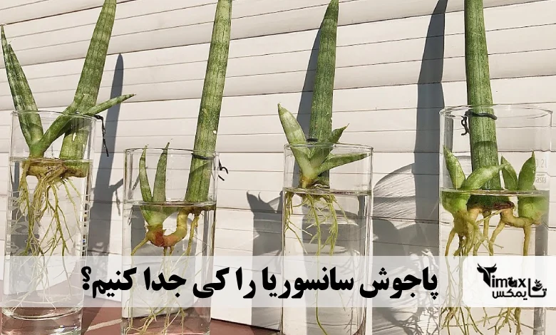 پاجوش سانسوریا را کی جدا کنیم؟