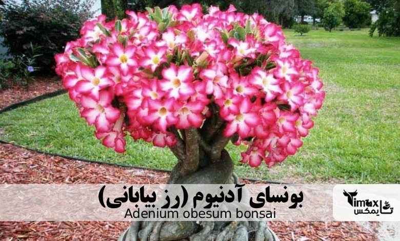 بونسای آدنیوم (رز بیابانی) Adenium obesum bonsai