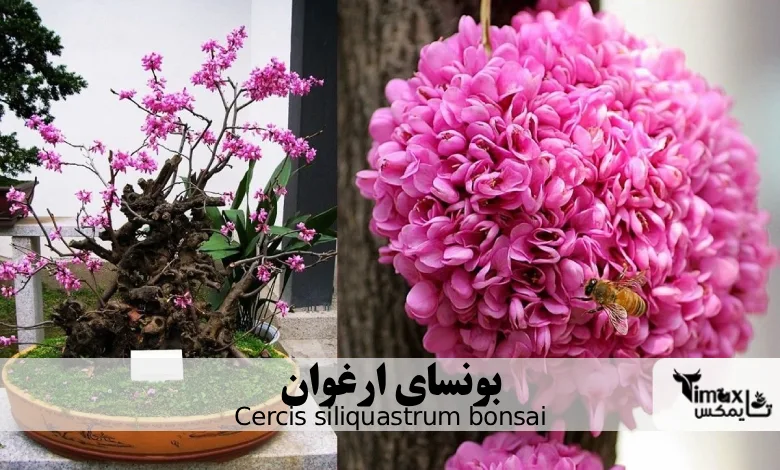 بونسای ارغوان Cercis siliquastrum bonsai