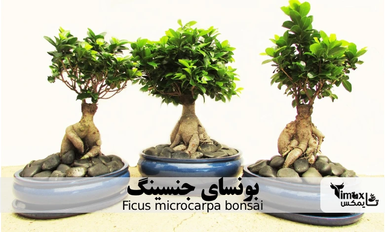 بونسای جنسینگ Ficus microcarpa bonsai