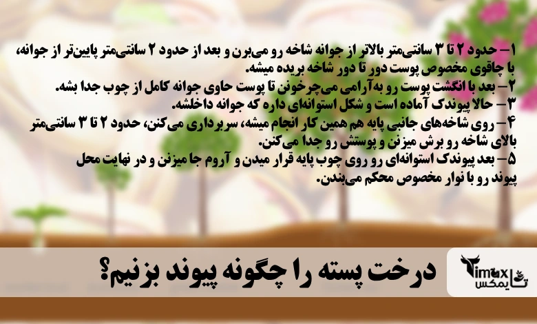 درخت پسته را چگونه پیوند بزنیم؟