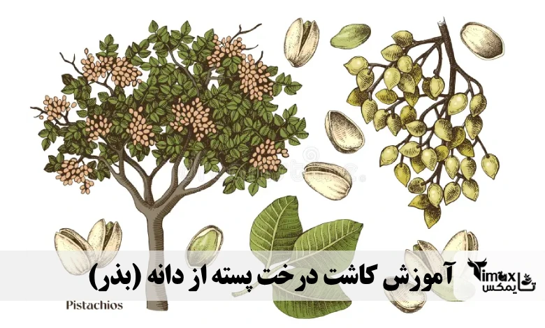 آموزش کاشت درخت پسته از دانه سریع (بذر)