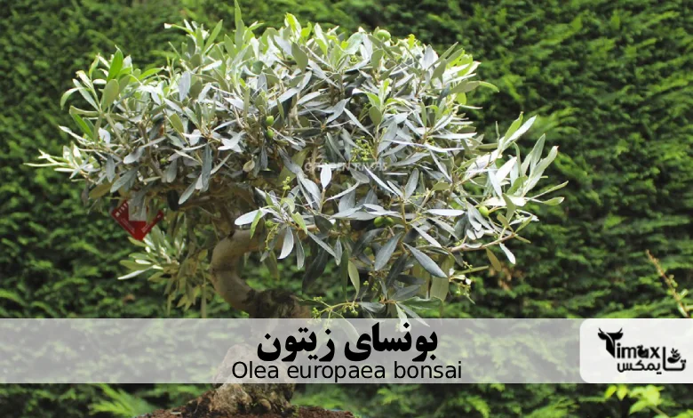 بونسای زیتون Olea europaea bonsai