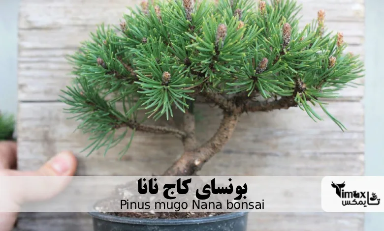 بونسای کاج نانا Pinus mugo Nana bonsai