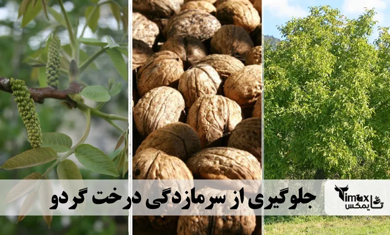 جلوگیری از سرمازدگی درخت گردو