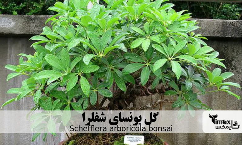 گل بونسای شفلرا Schefflera arboricola bonsai