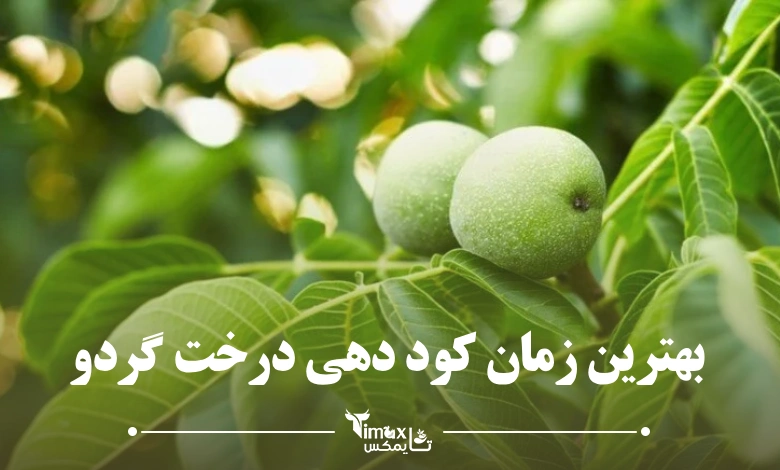 بهترین زمان کود دهی درخت گردو