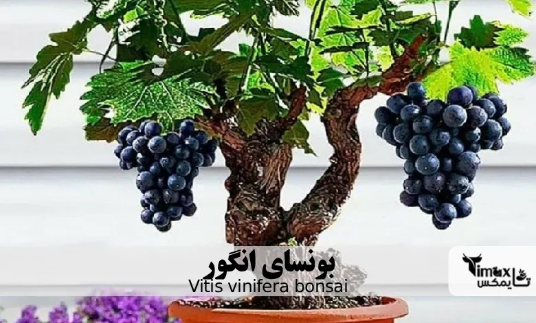 بونسای انگور Vitis vinifera bonsai