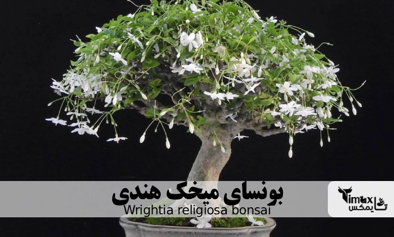 بونسای میخک هندی Wrightia religiosa bonsai