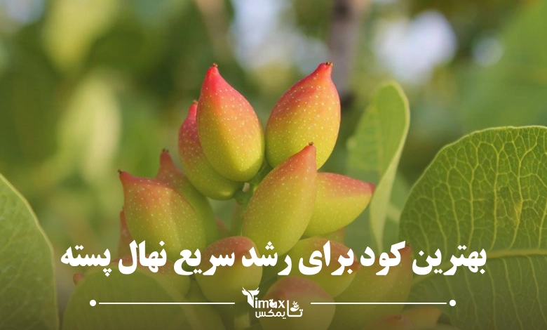 بهترین کود برای رشد سریع نهال پسته