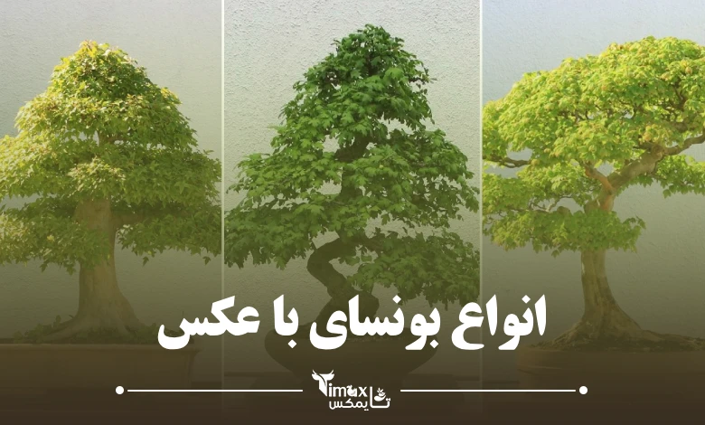 انواع بونسای با عکس