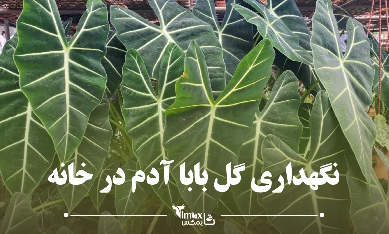 نگهداری گل بابا آدم در خانه