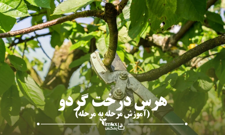 هرس درخت گردو (آموزش مرحله به مرحله)