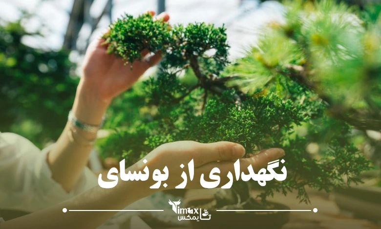 نگهداری بونسای