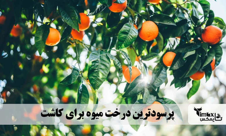 پرسودترین درخت میوه برای کاشت