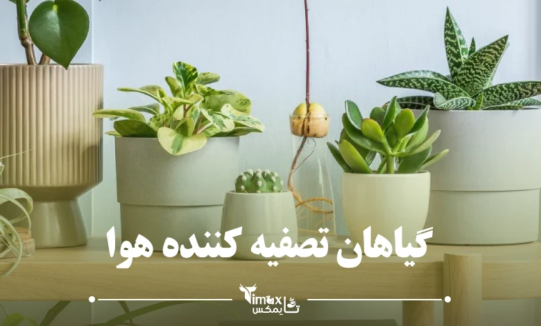 گیاهان تصفیه کننده هوا