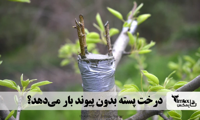 درخت پسته بدون پیوند بار می‌دهد؟