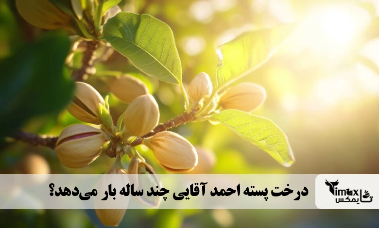 درخت پسته احمد آقایی چند ساله بار می‌دهد؟