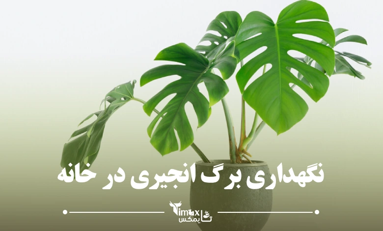 نگهداری برگ انجیری؛ همه آنچه که باید بدانید