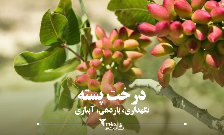 درخت پسته؛ صفر تا 100 نگهداری، باردهی، آبیاری