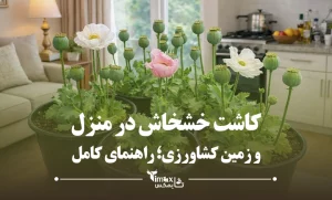 کاشت خشخاش در منزل