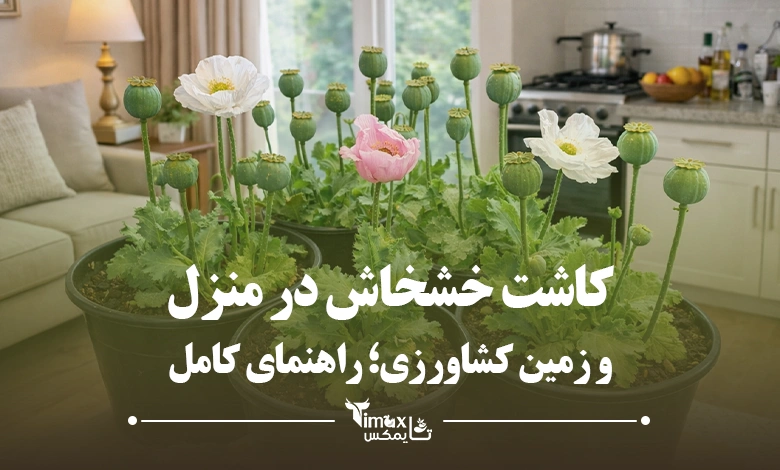 کاشت خشخاش در منزل